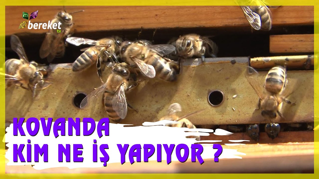 Bir Kolonide Kaç Tip Arı Var ?