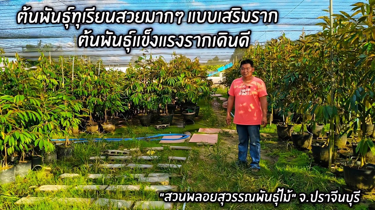 ต้นพันธุ์ทุเรียนสวยมากๆ แบบเสริมราก ต้นพันธุ์แข็งแรงรากเดินดี 