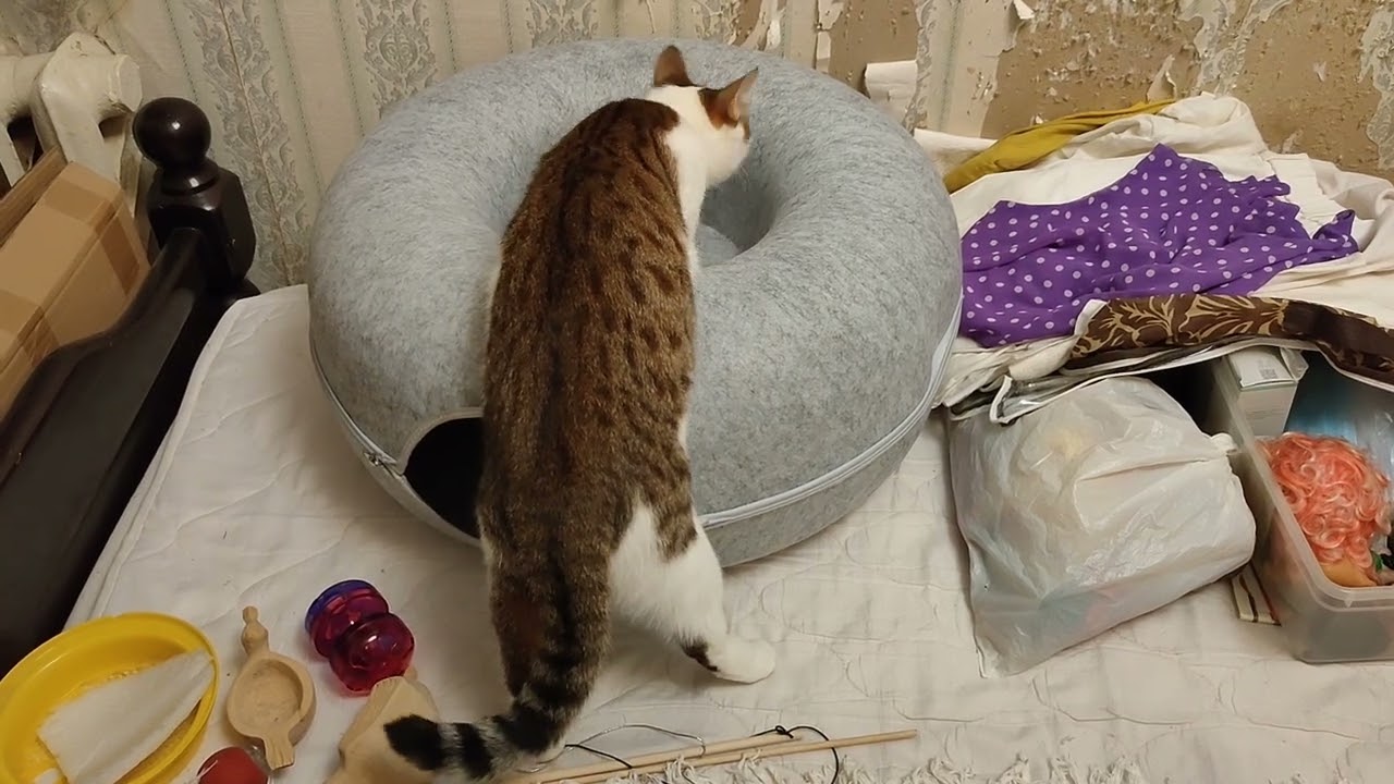 Tisha observes round cat house