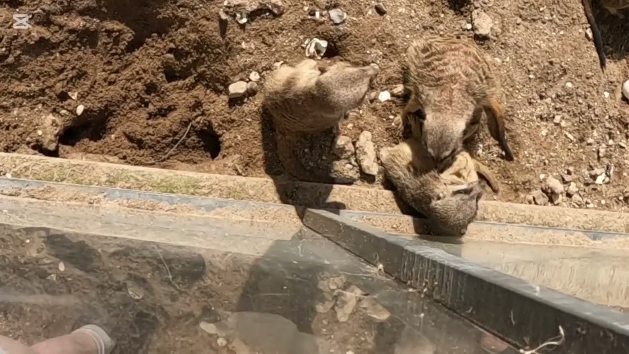 En tur i Munkholm Zoo