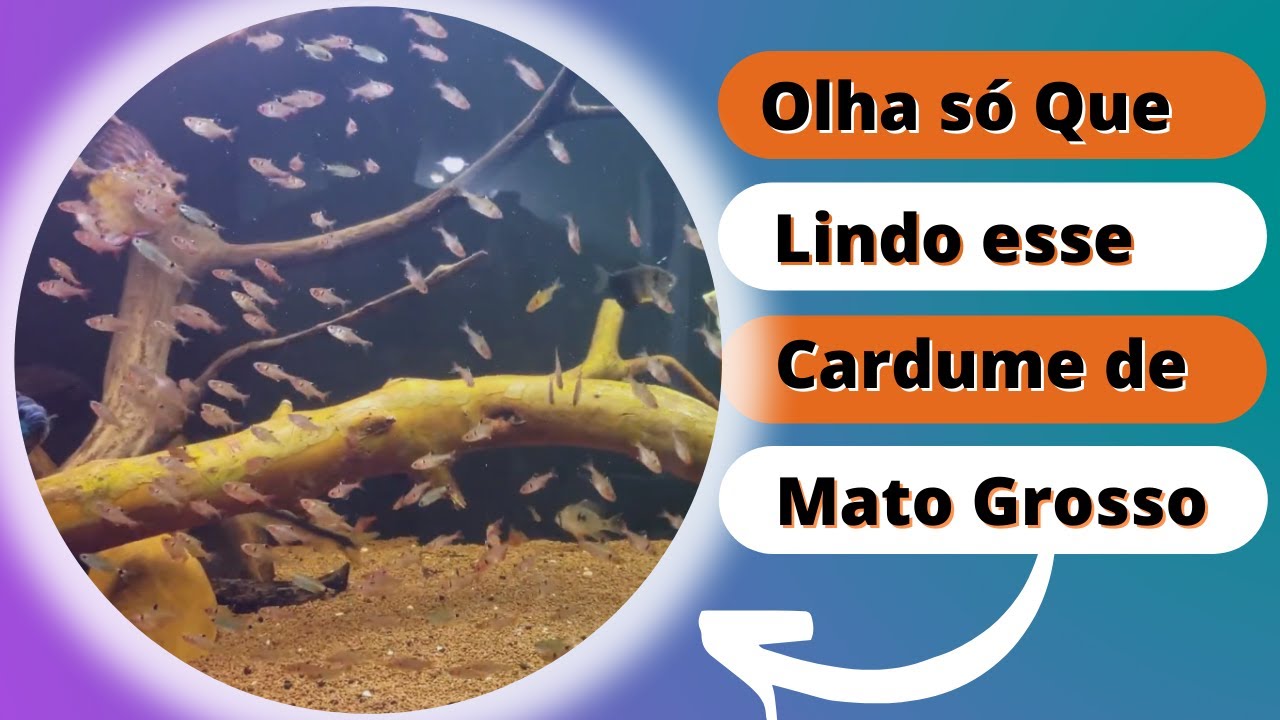 Meu cardume de Mato Grosso e Lips 
