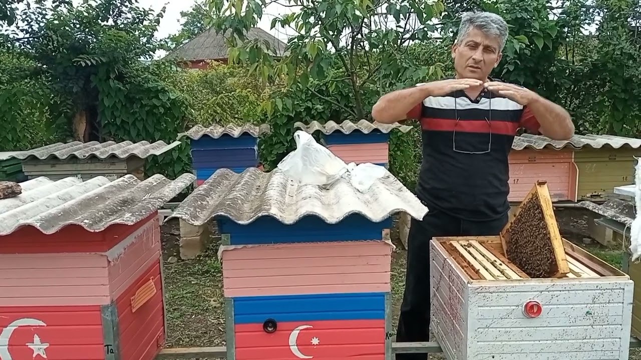 Arı südü necə yığmaq olar?