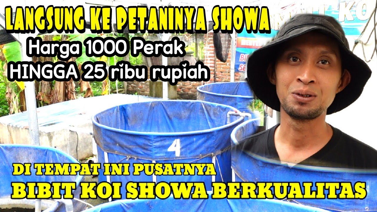 SUPER MURAH❗❗LANGSUNG KE PETANINYA SHOWA,SHIRO & UTSURY ❗❗SMALL KOI TULUNG AGUNG