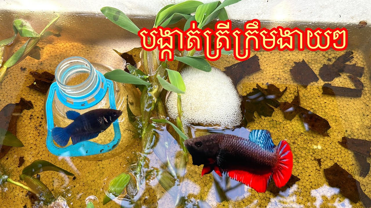 របៀបបង្កាត់ត្រីក្រឹមម៉ាឡេ #ត្រីក្រឹម #របៀបបង្កាត់ត្រីក្រឹម