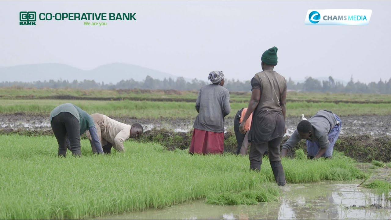 Ushirika: Magombe Multipurpose & Bunyala Rice Farmers Co-operative Societies Supporting Rice Farmers