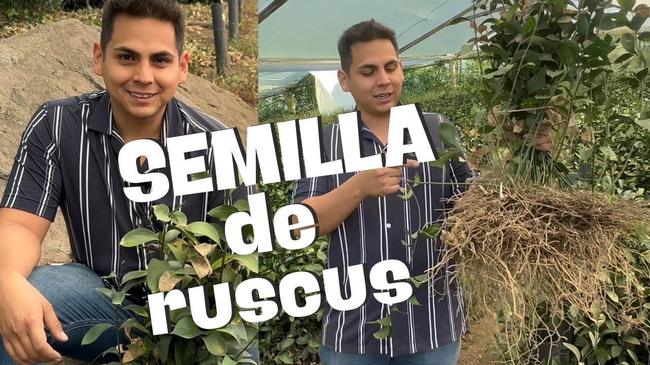 🌿Cultiva Ruscus: La Guía Definitiva para un Cultivo Rentable🌿
