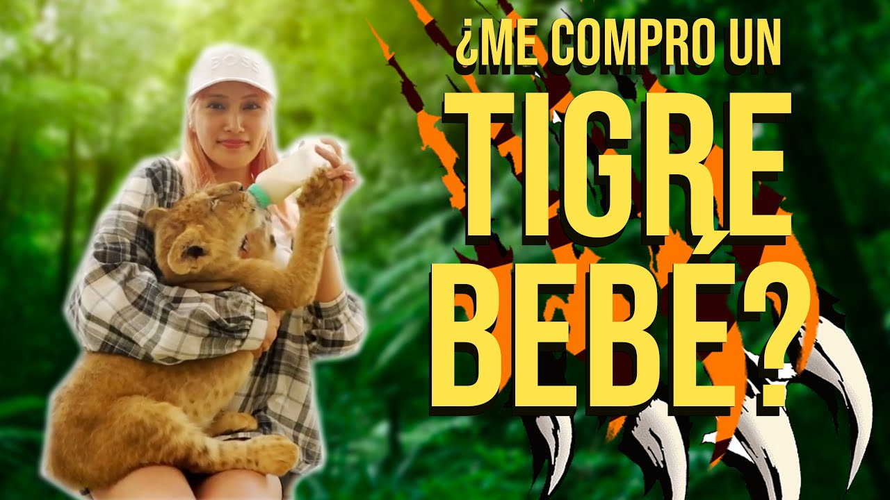🇯🇵🇲🇽 ¿ME COMPRE UN TIGRE BEBE? 🇯🇵🇲🇽