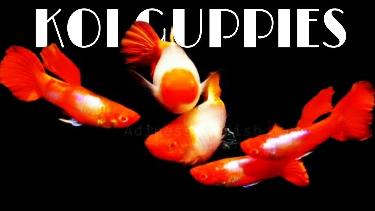 Beautiful Types of Koi Guppies | Beautiful Guppy Fish in the World