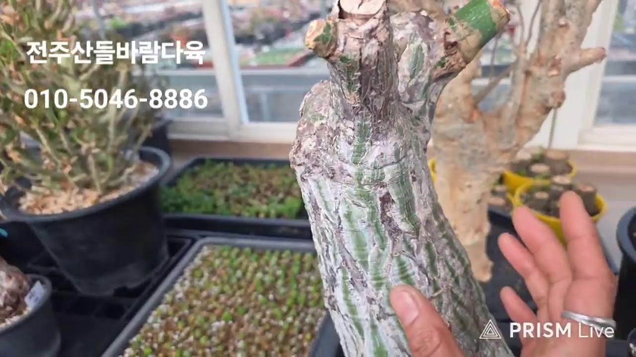 전주산들바람다육 라이브 방송