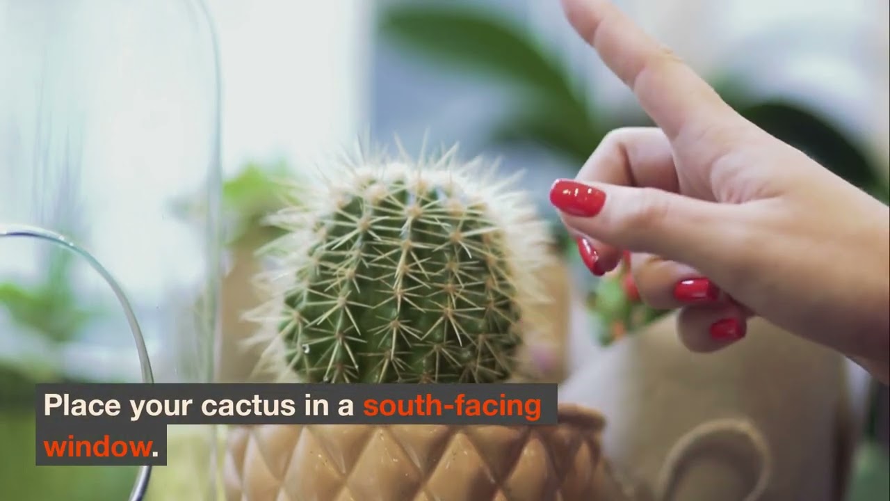 The Ultimate Guide to Growing Cactus