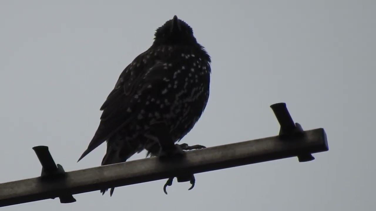 Ringed Starling with family. Feed the Birds UK 19 07 25