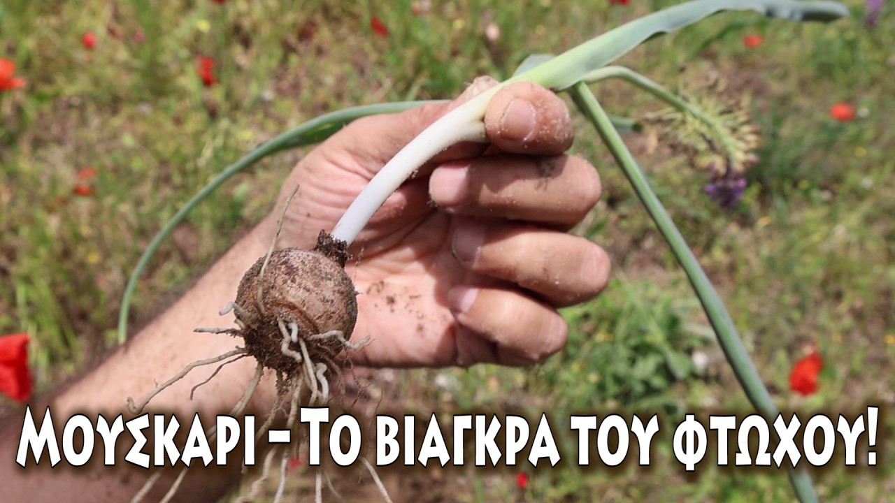 Μούσκαρι το εύκομον – Το βιάγκρα του φτωχού και οι ξεχασμένες του χρήσεις!