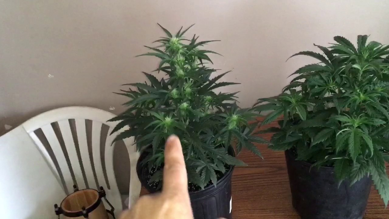 White Widow & Super Skunk Autoflower week 5 from germination