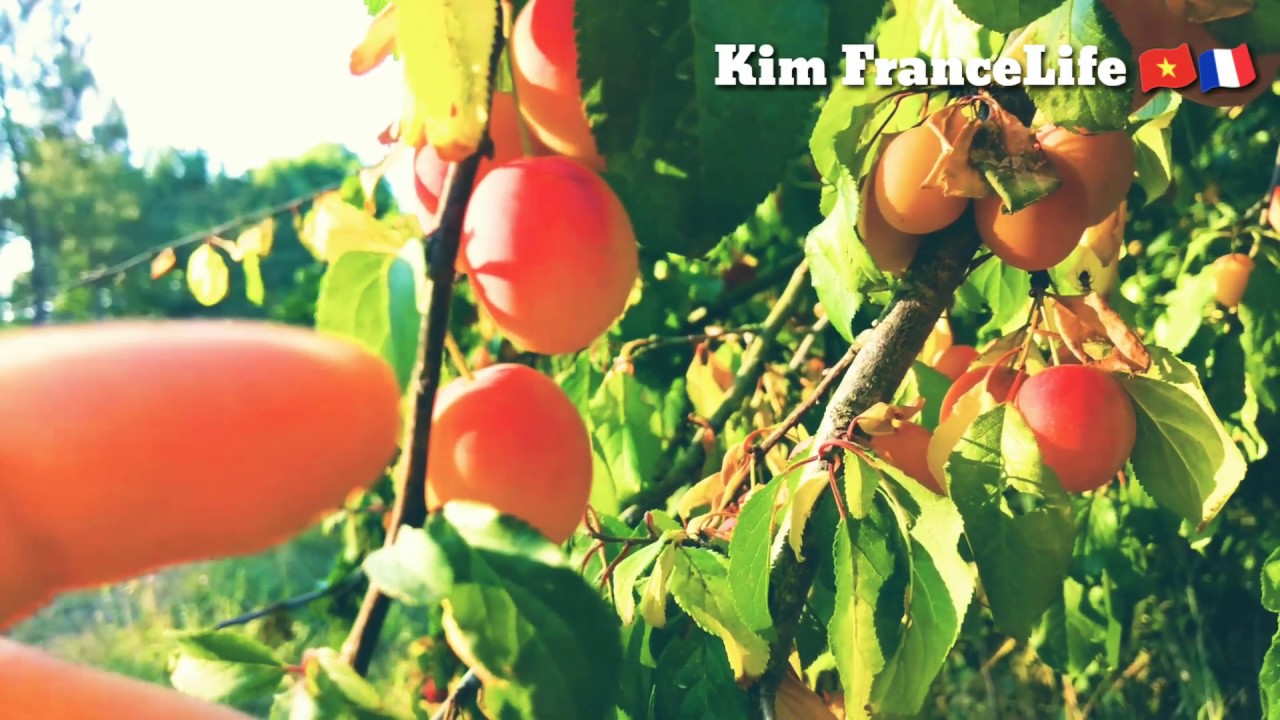 Nature fruits sauvages commestible Vườn Tr&aacute;i c&acirc;y hoang d&atilde; -Kim FranceLife ( Full HD )