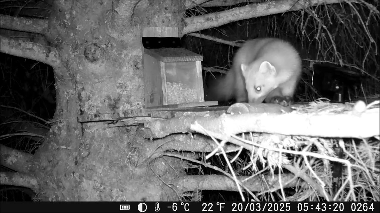 Two pine martens at the tree feeder 20/03/2025