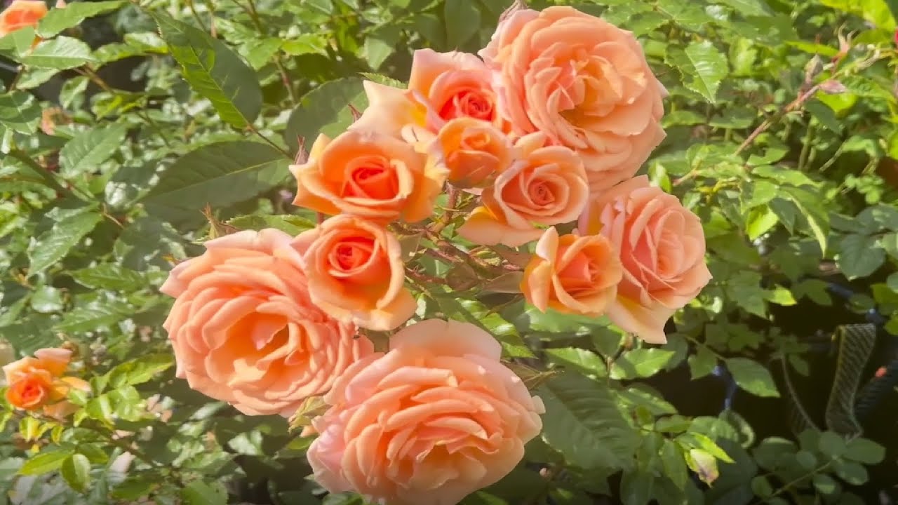 Garden Tour End Of June - Kordes/David Austin & Old Roses