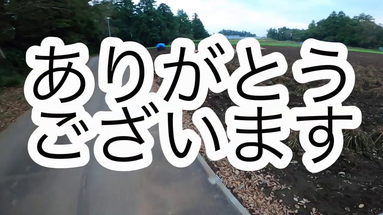 畑周り嫁ver   丹波黒豆収穫