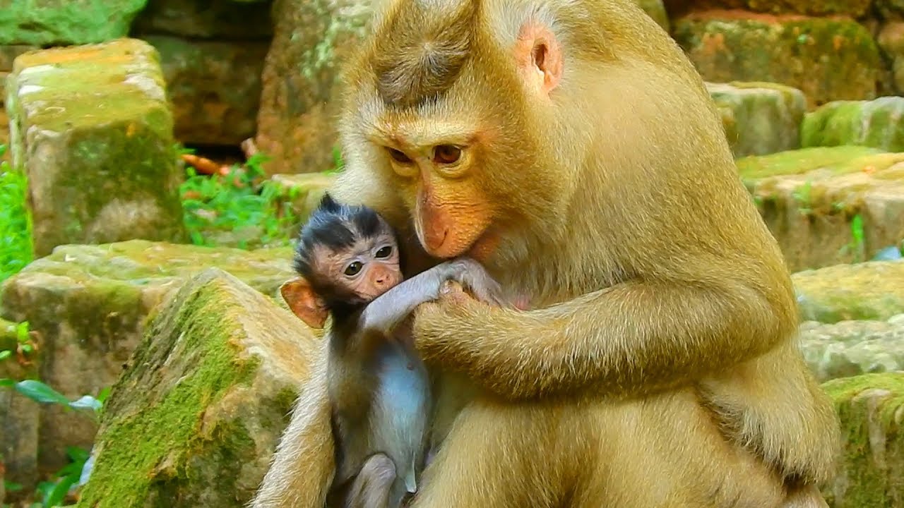 So sweet Ashley grooming and care baby Daniela / Monkey Post