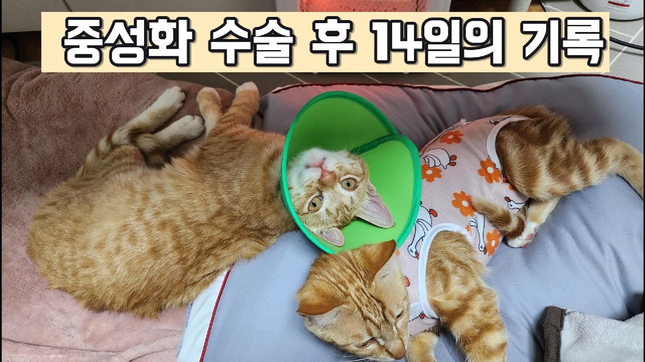 짜장이·짬뽕이 중성화 수술 후 회복기 기록 | 처음부터 완전히 회복될 때까지