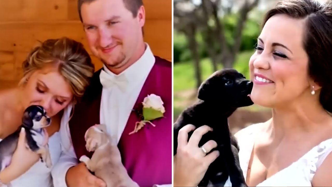 Puppies Are Some of the Strangest Wedding Accessories