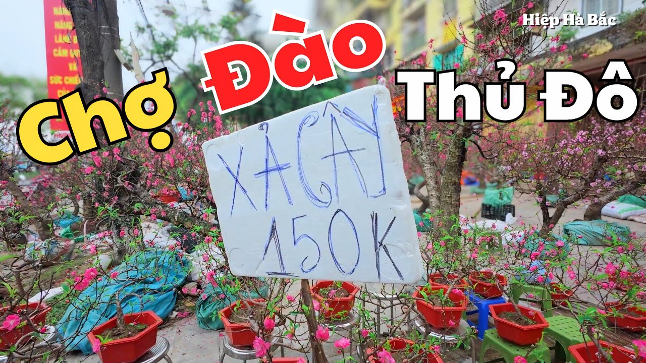 Xả Cây Đào, Mai Tết, chợ phiên cuối năm giữa thủ đô Hà Nội