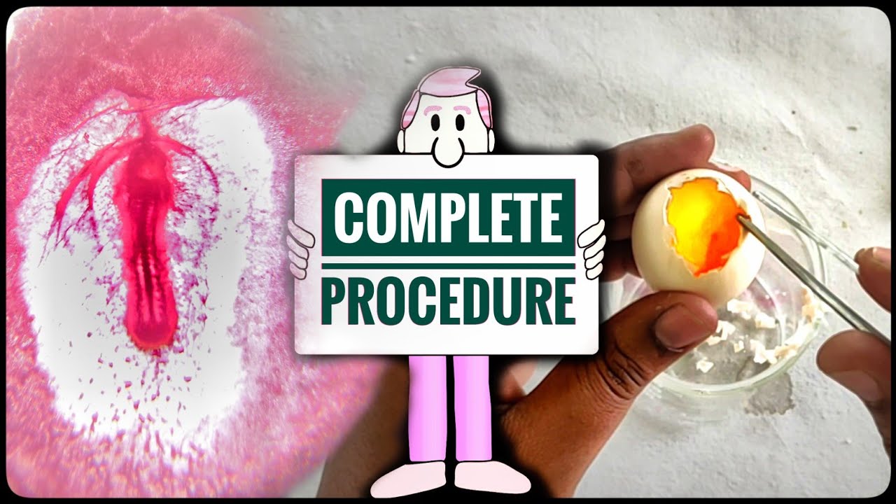 Whole Mount of Chick Embryo (Dissection) | Microscope Slide Preparation