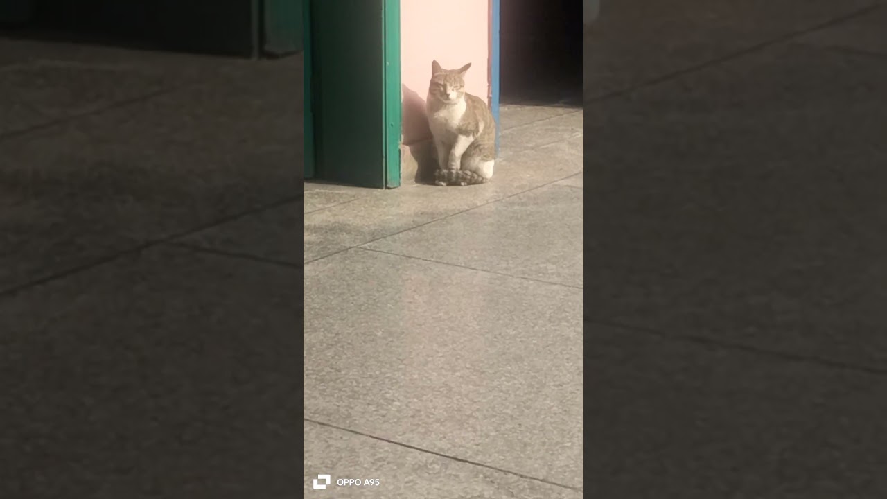 #cat