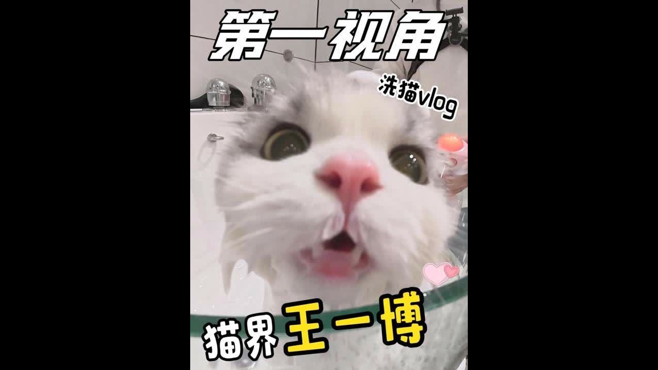 沉浸体验月负8万男大的洗猫VLOG #喵惊喜 #宠物美容 #万物可爱计划 #第一视角