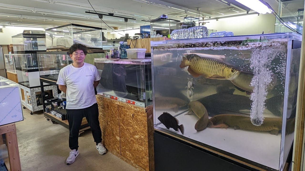 【大型魚専門店】愛知県安城市のアクアライクさんに潜入！アロワナ･淡水エイ･ダトニオを中心に怪魚や珍魚などたくさんの魚に出会える