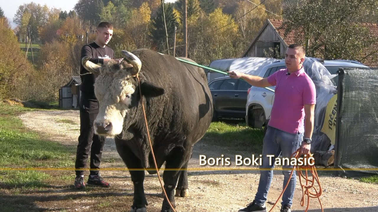 - BOKI I JELENKO ODLAZE NA RAZBADANJE I OSVAJAJU ŠAMPIONSKU TITULU