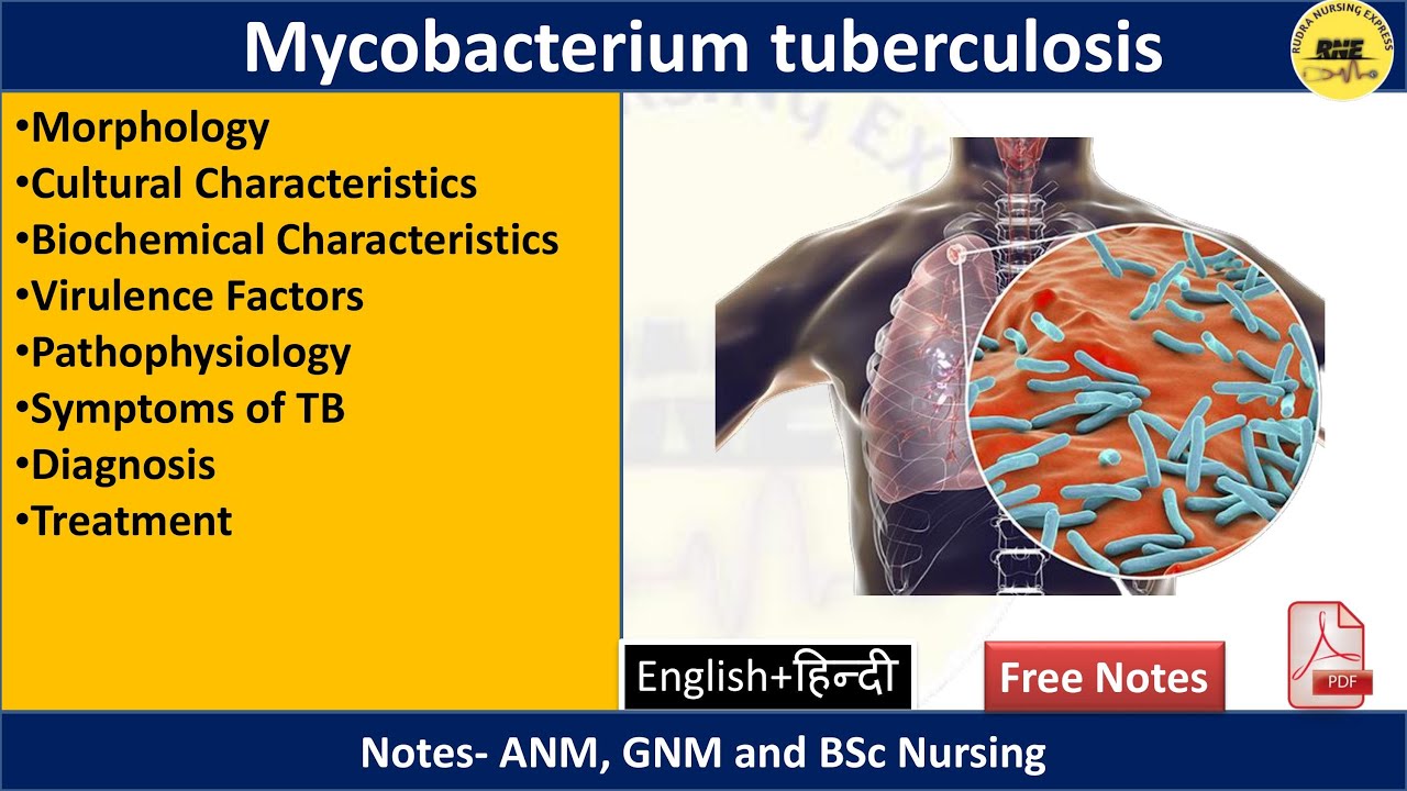 Mycobacterium tuberculosis