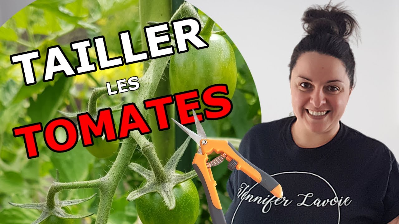 Comment faire la taille des plants de TOMATES CERISES | Entretien des plants de TOMATES