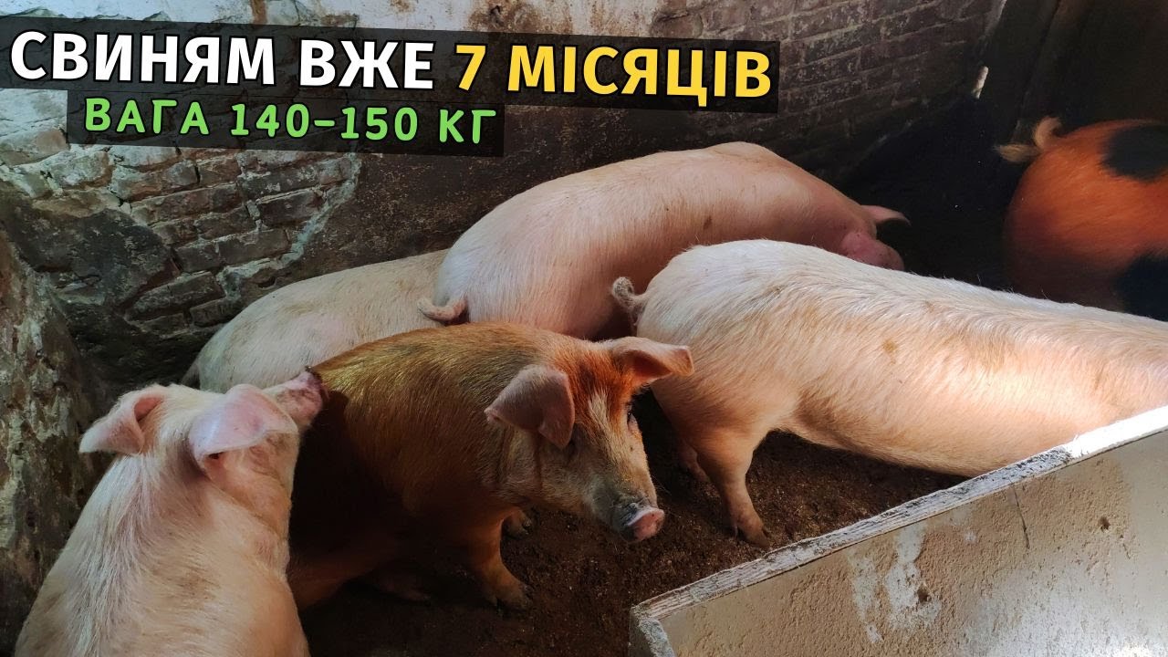 Свині ростуть а ціна падає. Вага моїх свиней у 7 місяців. Бізнес на свинях в Україні!