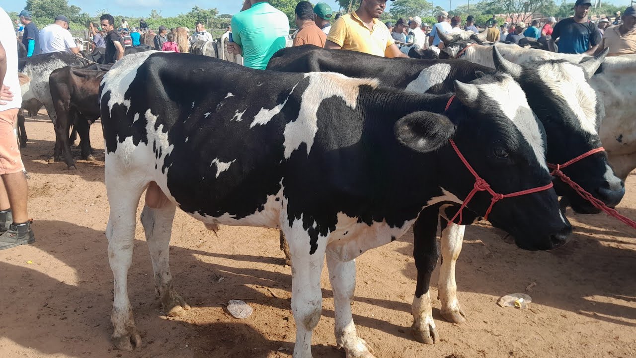 Feira do gado Buíque do dia 14/03/2026