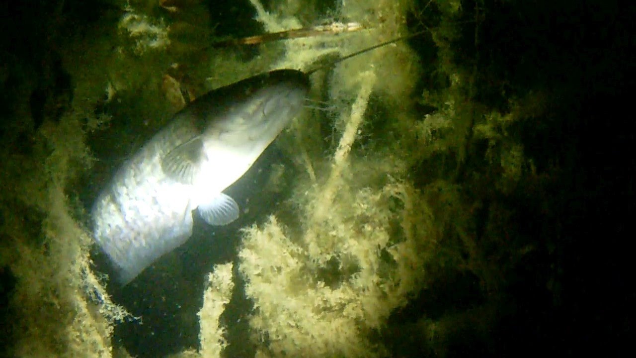 Młode sumy nocą / Young catfish at night / Молодые сома ночью Silurus glanis