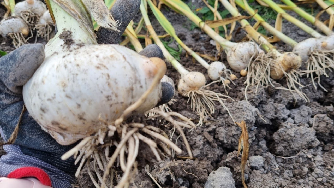 Слоновий часник Elephant Garlic рокамболь,як виглядає,як виростити і чи варто ?/ Czosnek słoniowy