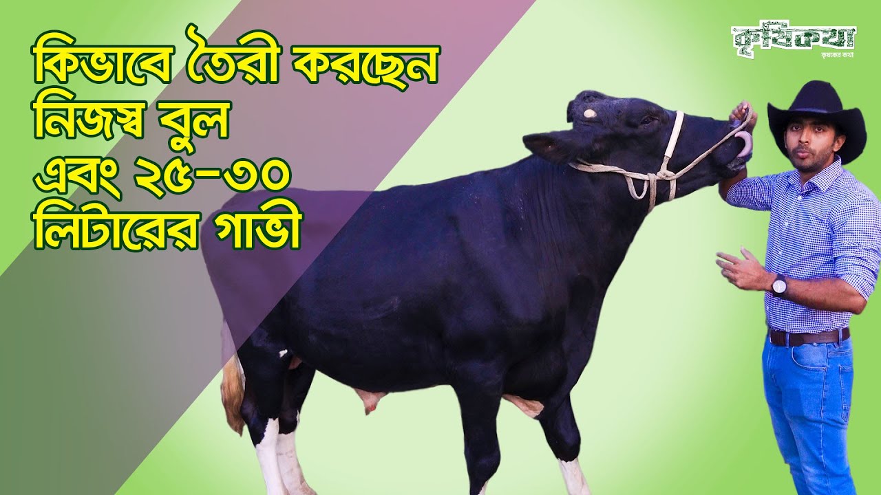 কীভাবে গাভীর জাত উন্নয়ন করে একটি সফল খামার গড়ে তুলেছেন চট্টগ্রামের সাগর চৌধুরী।ডেইরী ফার্ম ।কৃষিকথা
