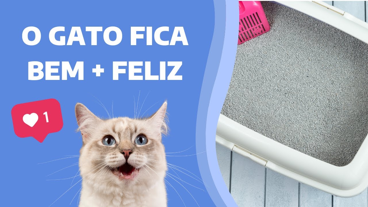 5 PARÂMETROS AO ESCOLHER A AREIA PARA O GATO | COMO ESCOLHER UMA BOA AREIA PARA GATOS?