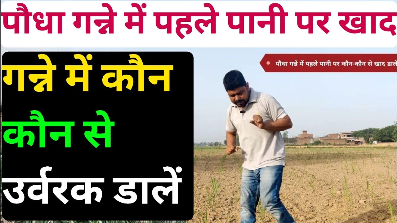 पौधा गन्ने में पहले पानी पर कौन कौन से खाद डालें । गन्ने में पहला कीटनाशक । गन्ने में पहला  खाद
