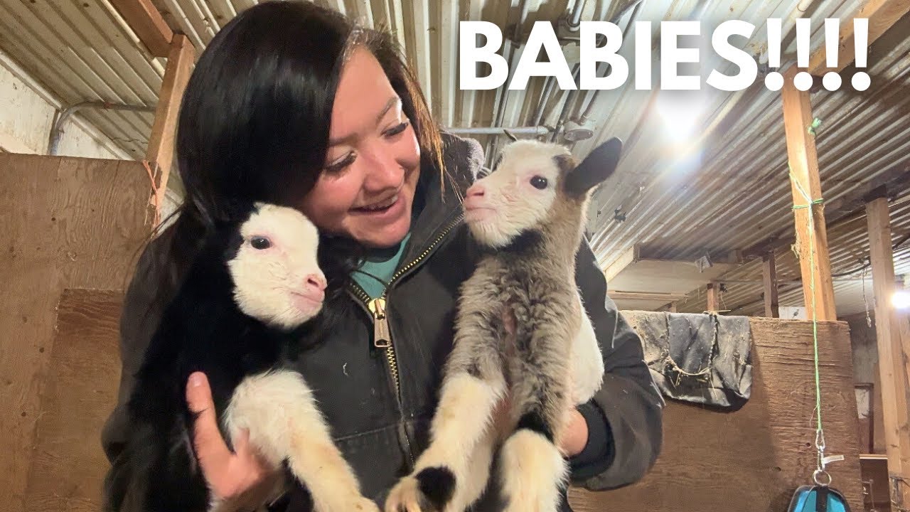 You've GOAT to be KIDDING me! BABY FAINTING GOATS! | Day in the life of a 28 year old farmer