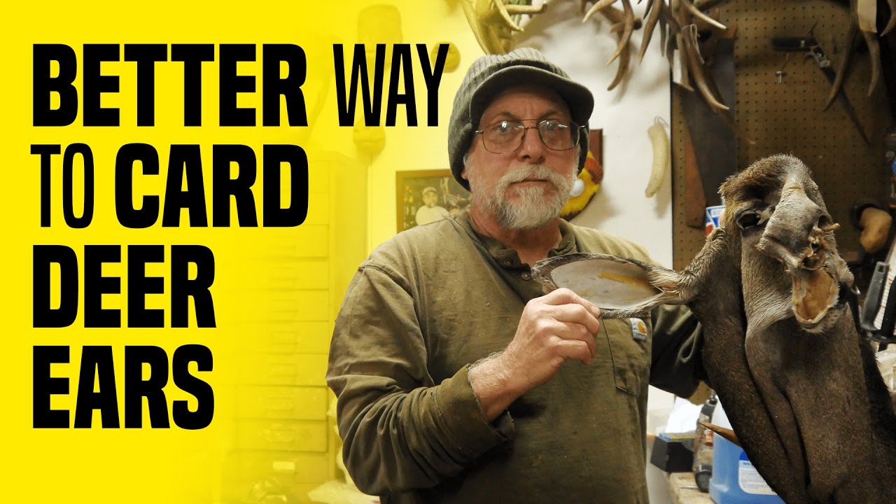 A Better Way to Card Deer Ears - Taxidermy Tips