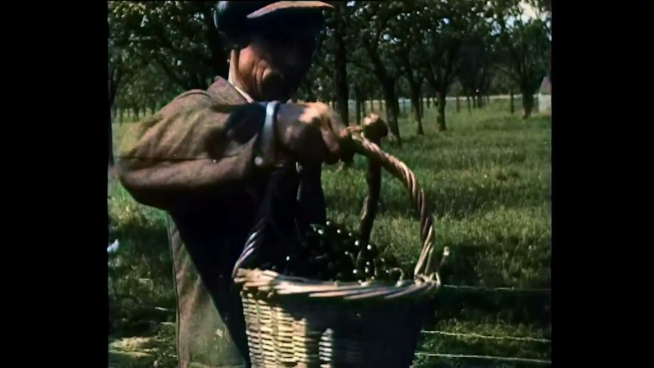 Dutch History: Picking Cherries in Tiel (1936)