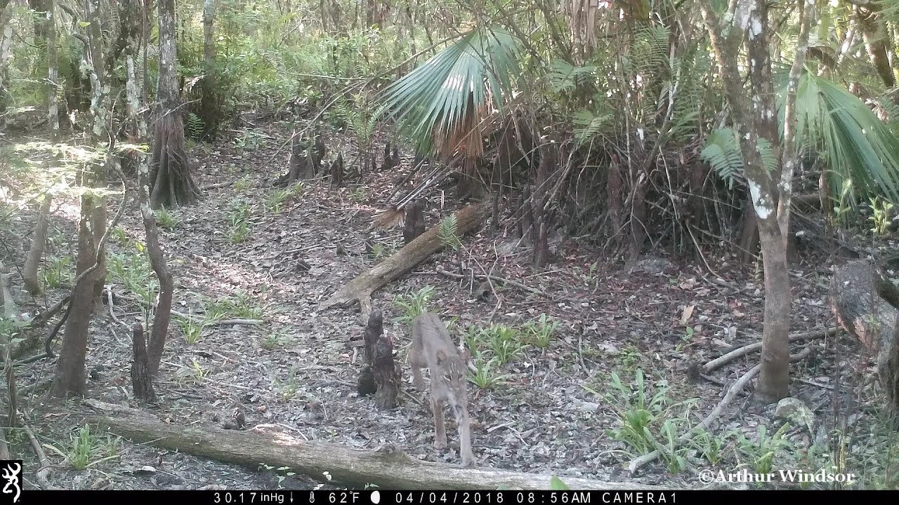 Bobcat - Trail Camera - Big Cypress National Preserve, FL