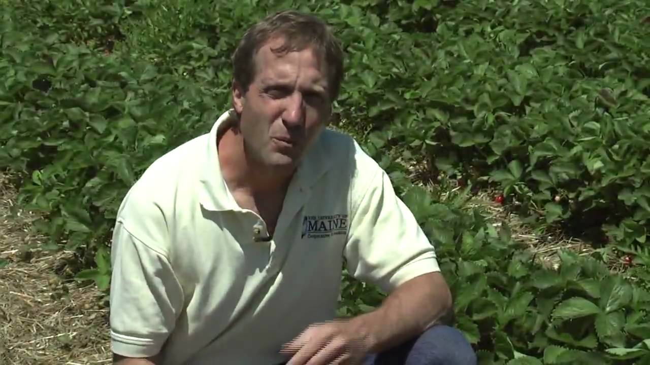 Picking Fresh Maine Strawberries