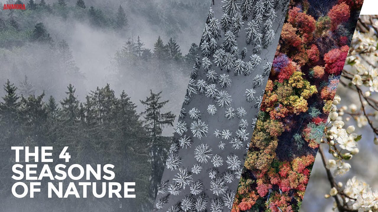 The Beauty of Nature&rsquo;s Seasons &ndash; A Peaceful Cinematic Experience I 4k