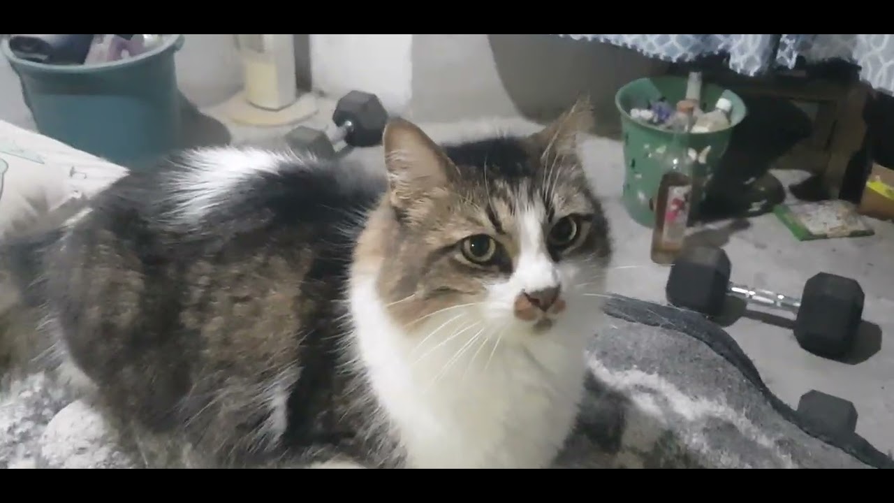 Grupo De Gatos