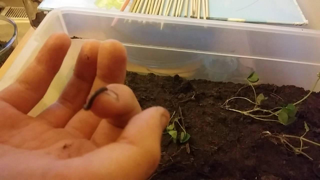 Pet Garden Millipede Care