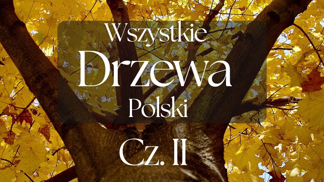 Wszystkie Drzewa Polski cz. II - Prezentacja Gatunk&oacute;w | Podcast Botaniczny nr 8