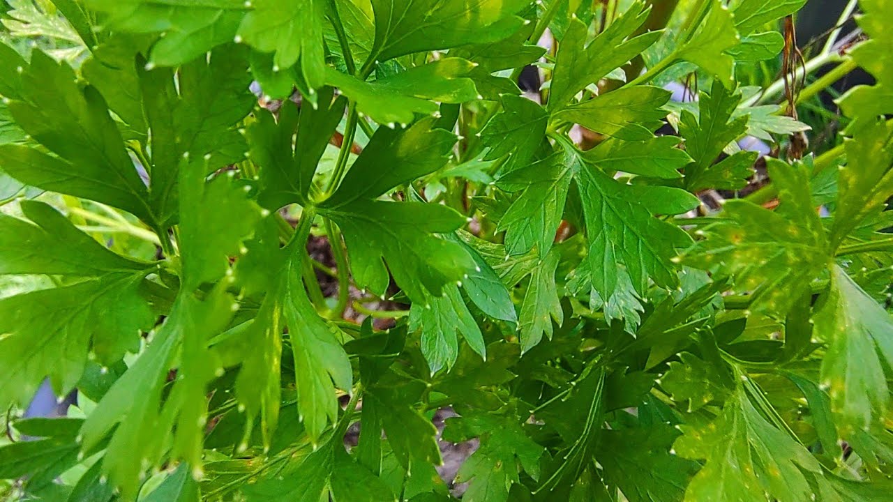 DICAS PARA O CULTIVO DE SALSINHA.