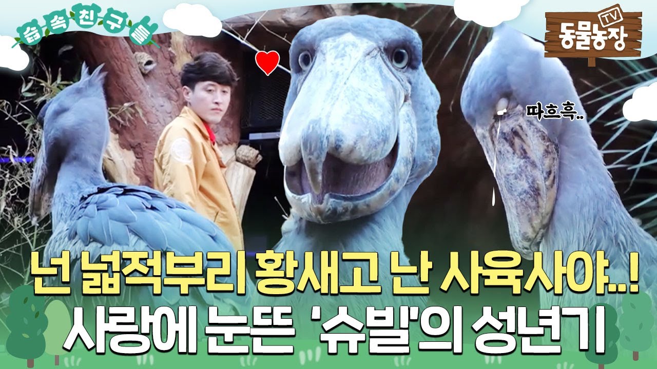 [#습속친구들] 널 너무 많이 사랑한 죄😭, 사육사에게 빠져버린 ‘슈빌’의 첫사랑❤️  #TV동물농장 #AnimalFarm #SBSstory